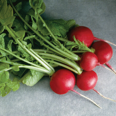 Crunchy Crimson, (F1) Radish Seeds - Packet image number null